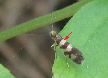 Micropterigidae da ID - Micropterix sp.